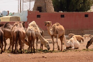 Camellos pastando al sur de Amán, Jordania