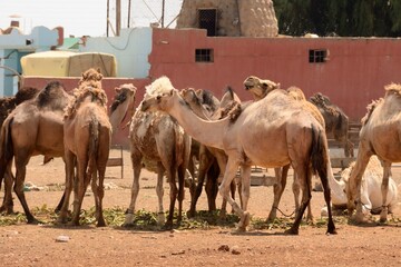 Camellos pastando al sur de Amán, Jordania