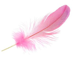 Obraz premium pinke feder isoliert auf weißem Hintergrund, Freisteller 