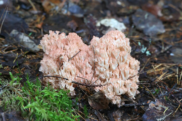 Pink-tipped coral mushroom, Ramaria botrytis, also known as the clustered coral or the cauliflower coral, wild mushroom from Finland