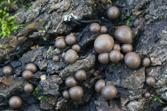 Wolf's milk, Lycogala epidendrum, also known as  groening's slime mold, aethalia or fruiting bodies on decaying wood