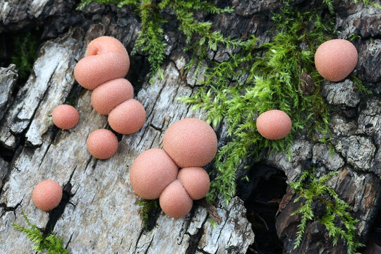 Wolf's milk, Lycogala epidendrum, also known as groening's slime mold, aethalia or fruiting bodies on decaying wood