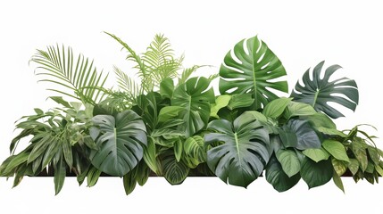 Indoors, a nature-inspired scene unfolds as green leaves from Monstera, palm, rubber plant, pine, and bird’s nest fern are artistically arranged, creating a garden backdrop isolated on a white backgro
