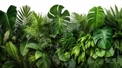 A composition of green leaves from tropical plants like Monstera, palm, rubber plant, pine, and bird’s nest fern is arranged indoors, serving as a nature backdrop, and is isolated on a white backgroun