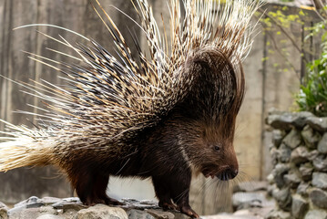 背中の針全開のヤマアラシ