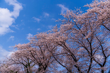 Obraz na płótnie Canvas 青空の桜並木