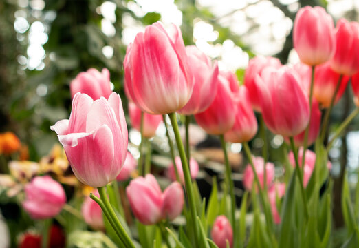 tulips flowers in the garden in spring