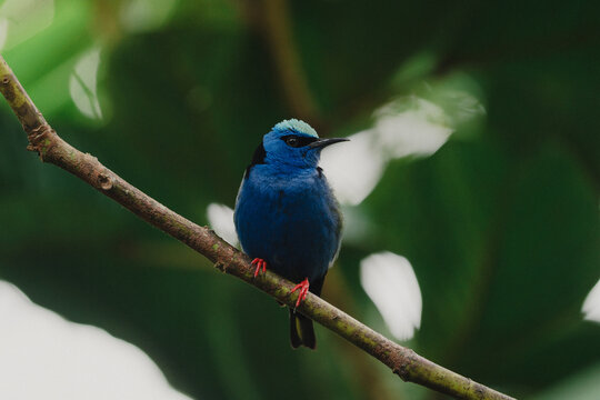 Kleiner blauer Vogel (Red leeged Honeycreeper)