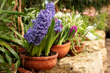 Obraz premium Hyacinth flowers in the garden in spring