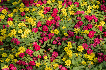 Yellow and Pink colours of Zinnia flowers blooming in the garden.