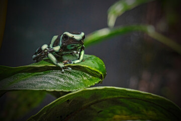 frog on a leaf