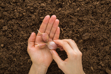 Young adult woman fingers taking garlic from palm for planting in fresh dark soil. Closeup. Preparation for garden season. Point of view shot. Top down view.