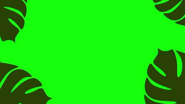 Frame of tropical plants blowing in the wind on a green screen background. Green monstera leaves.