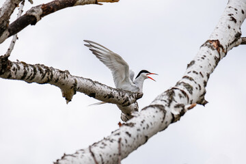 A white bird flaps its wings and takes off from a branch - obrazy, fototapety, plakaty