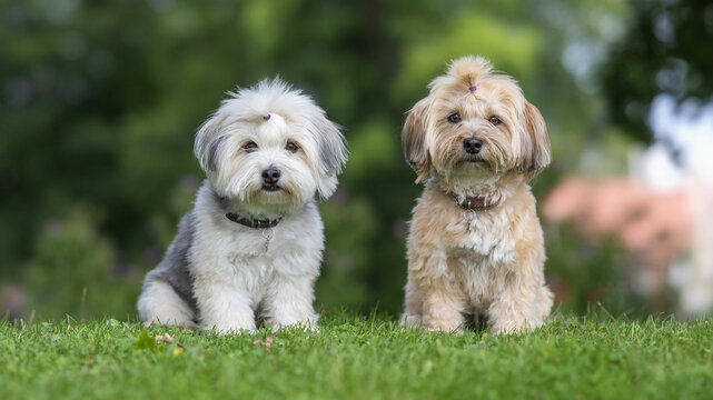 two dogs on the grass
