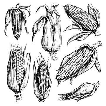 Hand drawn sketch style set of corn vegetable. Corncob with leafs. Organic cereal vector illustration. Sweetcorn food