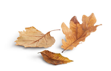 Isolated leaves. Autumn orange leaves falling down Isolated on white background