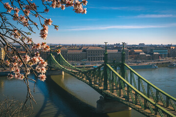 Spectacular spring blooming trees and Liberty Bridge in Budapest