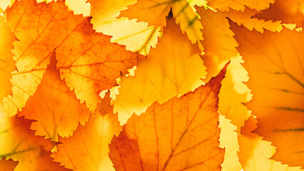 Autumn leaves on the sun.