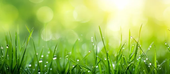 Foto op Canvas Close-up of Spring summer fresh grass with beautiful sunny bokeh background © RMedia
