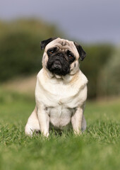 Obraz premium french bulldog portrait