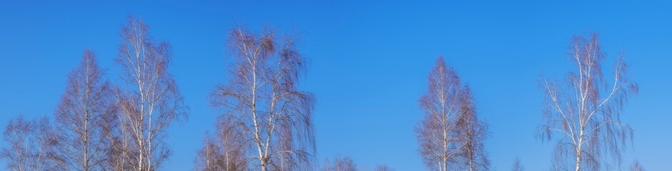 Fototapeta na wymiar Trunks of birch trees against the blue sky panorama