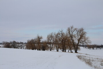 A snowy field with trees and a snowy landscape with a snowy mountain in the background