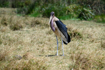 Marabou Stork standing on dry grass in savannah of Tanzania