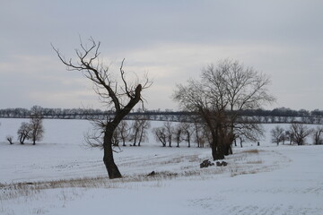 A snowy field with trees and a fence and a snowy landscape