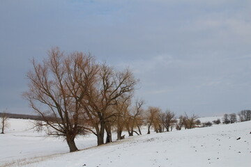 A snowy field with trees and a blue sky
