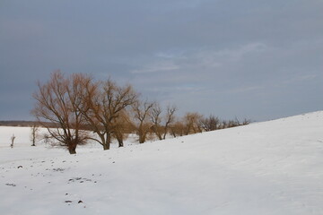 A snowy landscape with trees and mountains