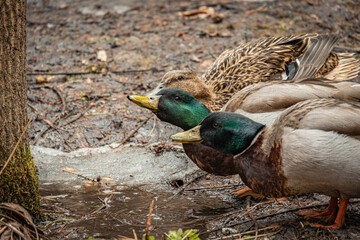  Ducks and drakes drink water near a lake in the wild