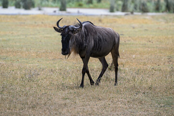  Wildebeest closeup portrait in a natural habitat