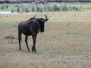  Wildebeest closeup portrait in a natural habitat