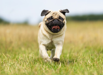 Obraz premium French Bulldog