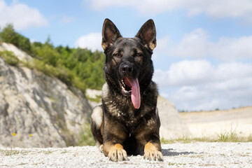 german shepherd dog