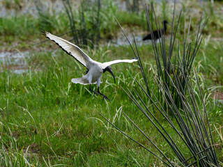 African Sacred Ibis in flight landing on the pond