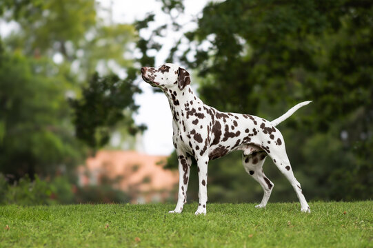 dalmation