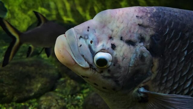 Close up of Elephant Ear Gourami fish swimming by