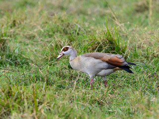 Egyptian Goose standing on the grass, portrait
