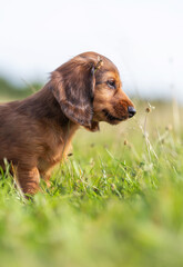 dachshund puppy in the grass