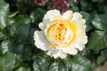 Beautiful rose in the park.