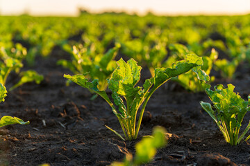 Small sugar beet plants grow in the field. Close-up of sugar beet growing. Green sugar beet plants...
