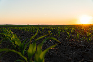 Small corn sprouts grow in the field. Small corn plants grow in the ground. Agricultural cornfield with sunset
