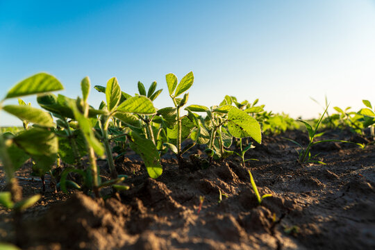 Small soybean plants grow in the field. Close-up of soybean growing. Green soybean plants in the field. Soybean crops