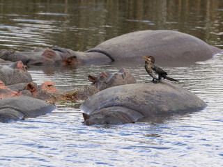 Group of hippopotamus resting in the water and Long-tailed Cormorant standing on one of them, Tanzania