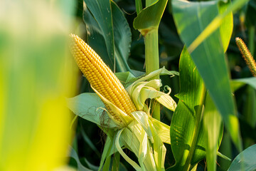 Fresh corn on a stalk in the field. Corn cob with green leaves growth in agriculture field outdoor
