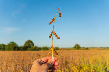 A farmer is holding a soy stalk in the field. Soy field