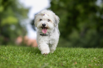 white miniature dog