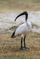 African Sacred Ibis closeup portrait on dry grass in savannah of Tanzania